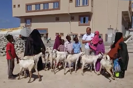 Somali'de Süt Keçisi Projemiz devam ediyor